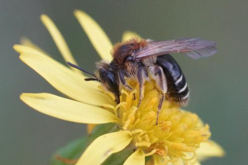 Andrena sp.